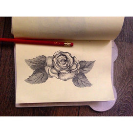 Скетч роза 
