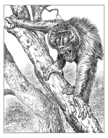 Эволюционный рывок в тень знаний...)