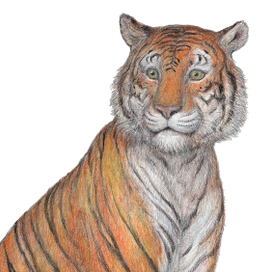 Животные тёплых регионов. 2023-24