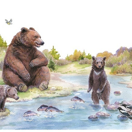 Купание медвежат