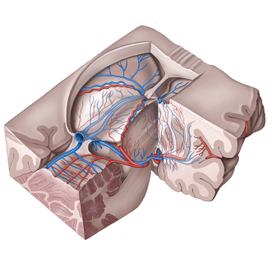 Глубокие мозговые вены, ангиология, анатомия человека