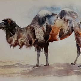 ,,Трудно быть...верблюдом,,