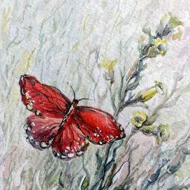 Бабочка и цветок табака
