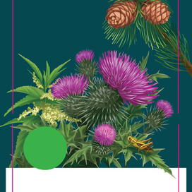 Ботаническая иллюстрация