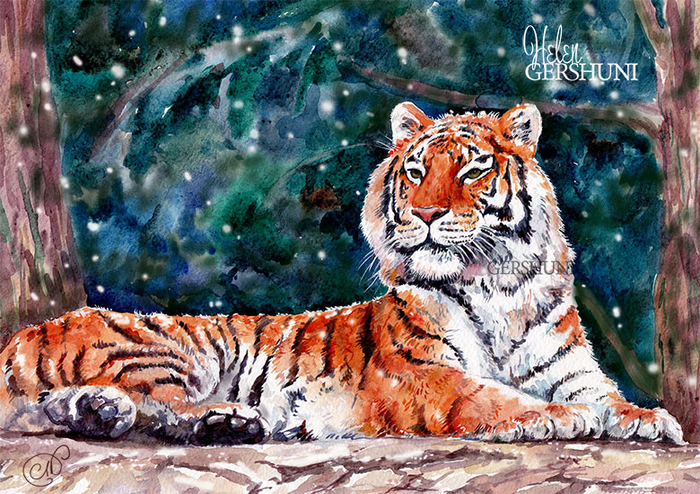 Амурский тигр