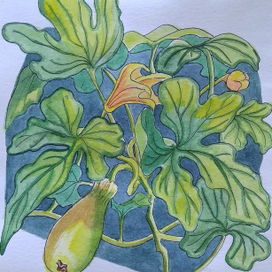 Кабачки на грядке