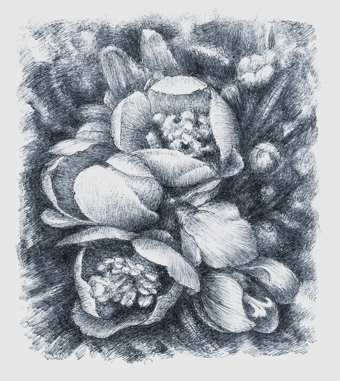 ЦВЕТКИ АЙВЫ ЯПОНСКОЙ               