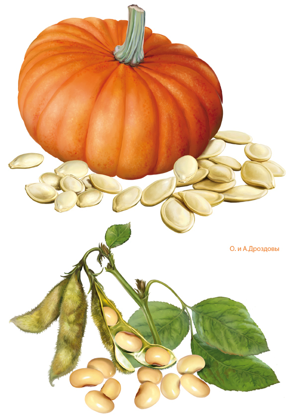 Тыква и соя