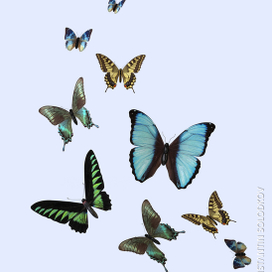 Бабочки в полете