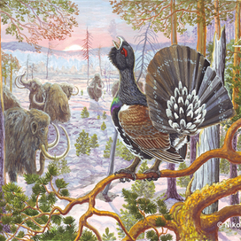 Птица древняя глухарь.