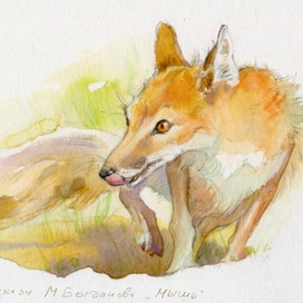 Степная лисица корсак