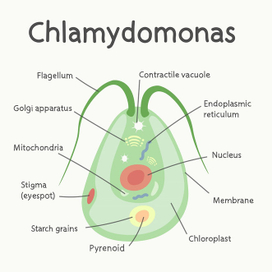Chlamydomonas