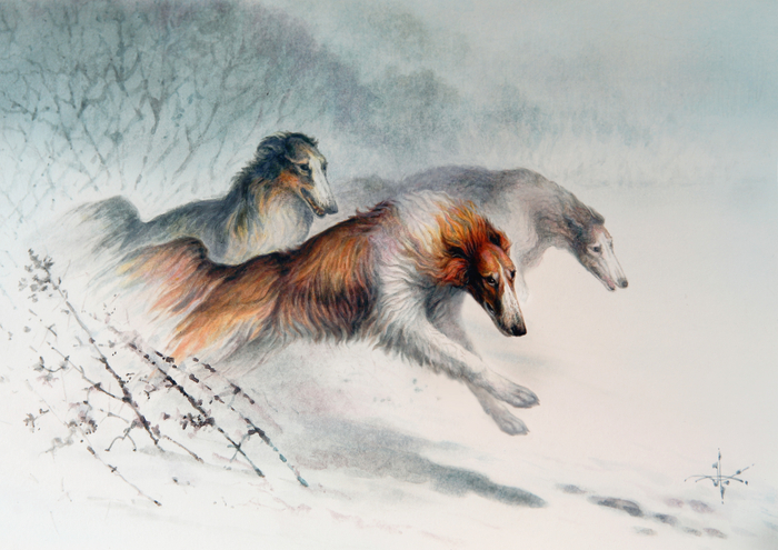 Борзые собаки. Русская псовая борзая.