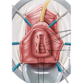 Анатомия для профессионалов
