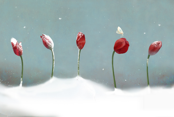 для книги Ирины Лейк "Снег"