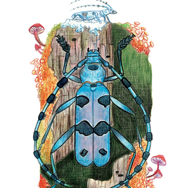 альпийский дровосек