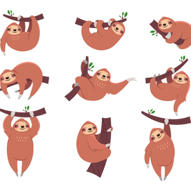 Ленивец сет