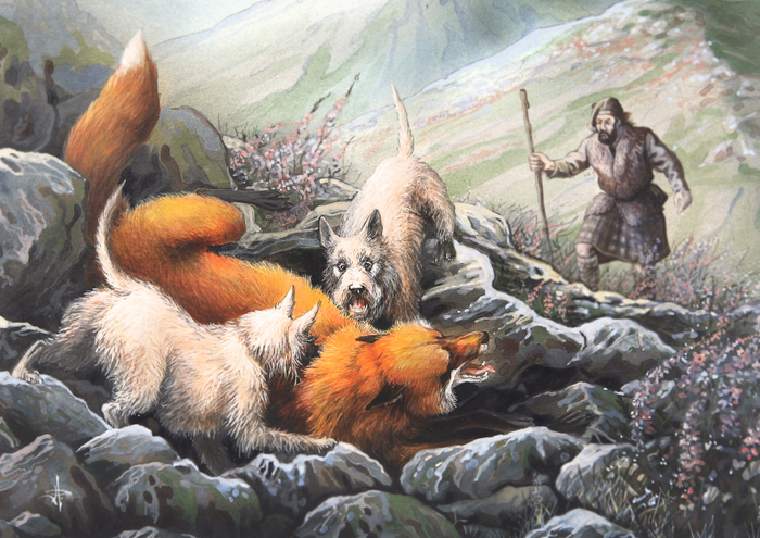 Уэст-хайленд-уайт-терьеры . По лисе.