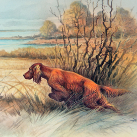 Подружейные собаки. Ирландский сеттер.