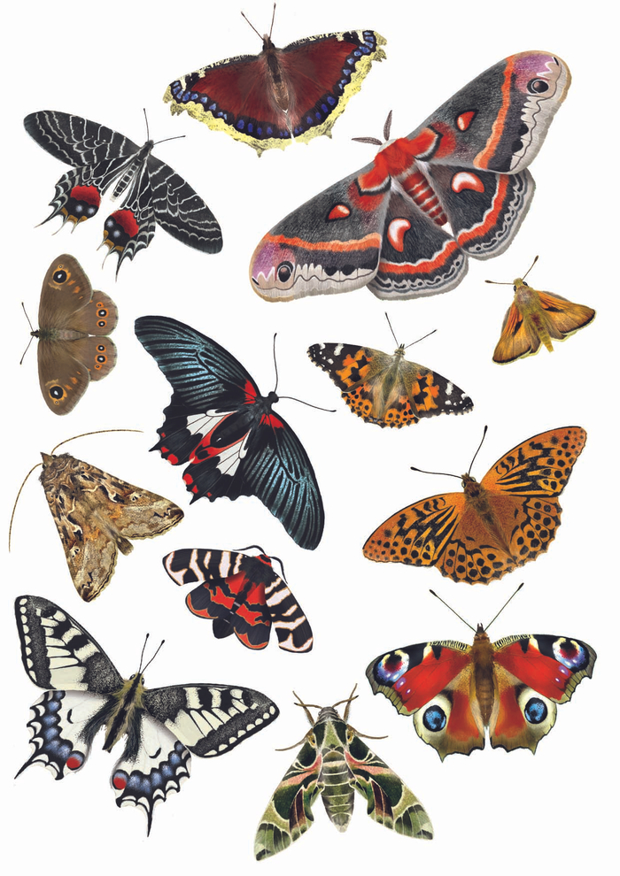 энциклопедия бабочек