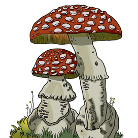 Мухоморы красные