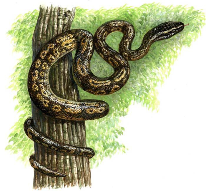 Питон Пифон