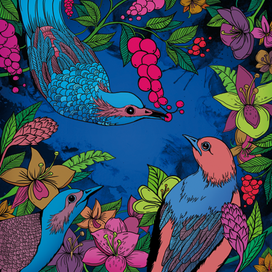 Райские птицы