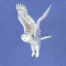 Полярная сова