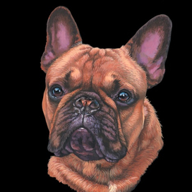 Портрет собаки французский бульдог 