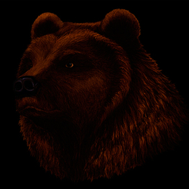 bear