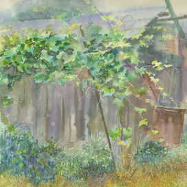 Старый сарай с виноградной лозой