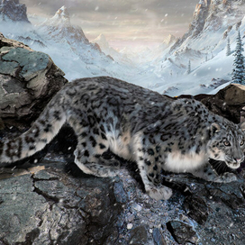 Снежный барс..рис для книги