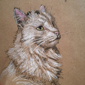 Портрет котика 