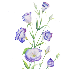 Ботаническая иллюстрация