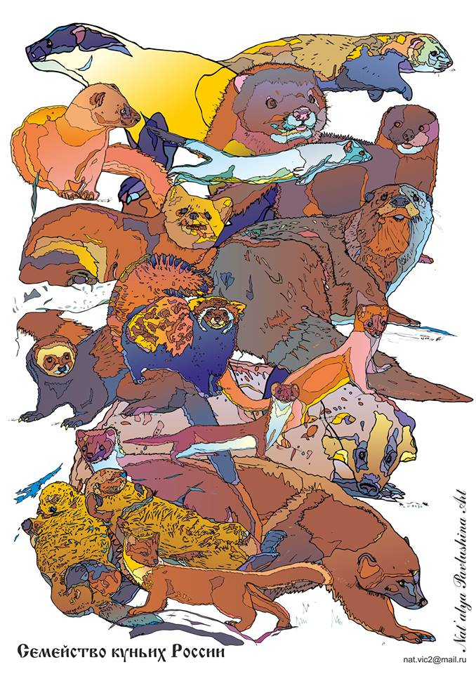 Все куньи России