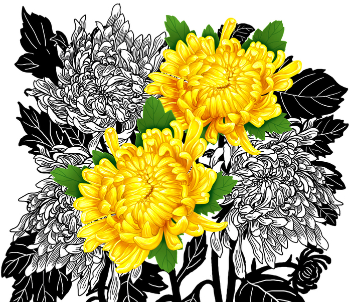 хризантемы