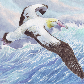 Летучий опреснитель.