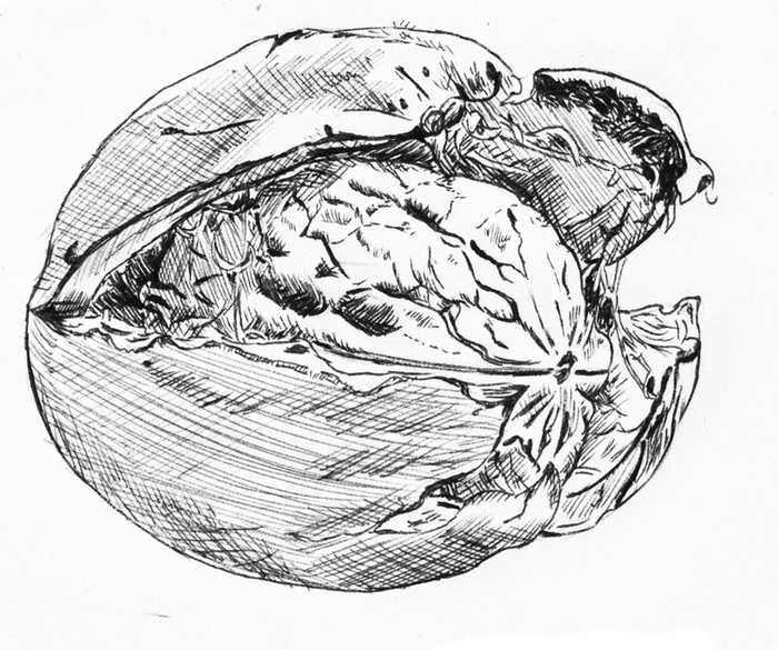 грецкий орех