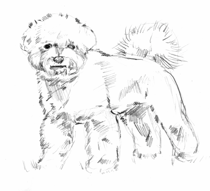 Бишон фризе и другие....