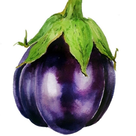 Баклажан. botanical art.