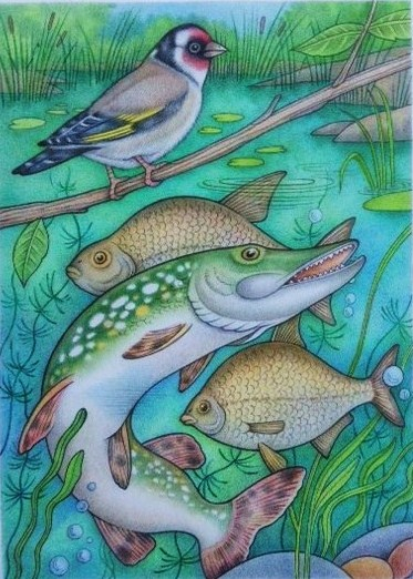 Щегол  и щука