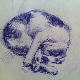 Кошкин день