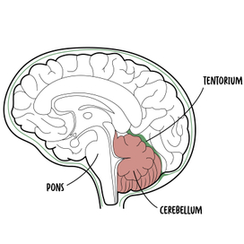 Медицинская иллюстрация | Medical illustration