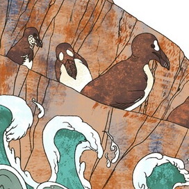 Бескрылые гагарки. Кусок иллюстрации