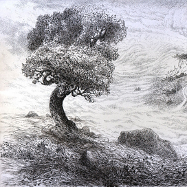 И на камнях растут деревья