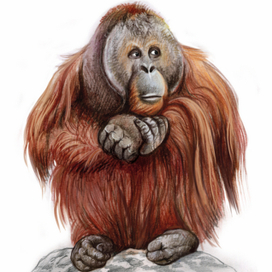 орангутанг
