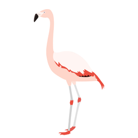 Чилийский фламинго