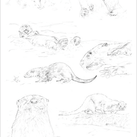 Выдры... просто выдры :-)