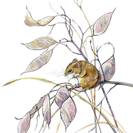 Мышка малютка на лунарии