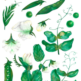 клипарт с горохом